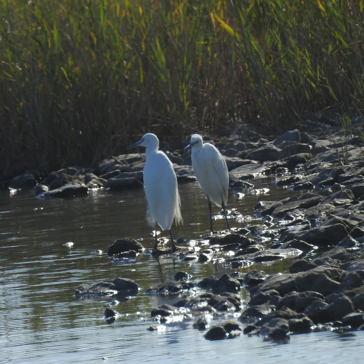 Spotted Little Egret