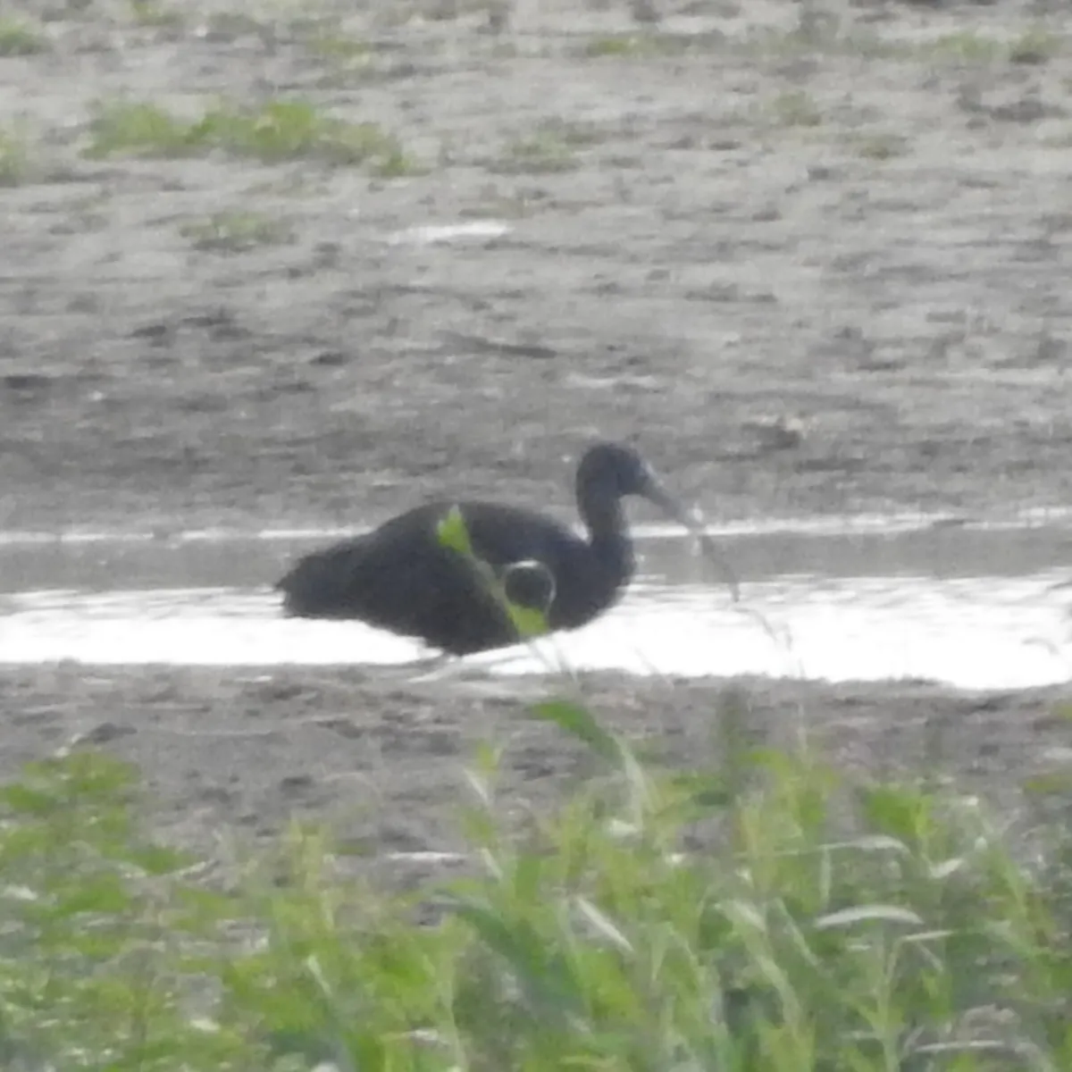 Waargenomen Zwarte ibis