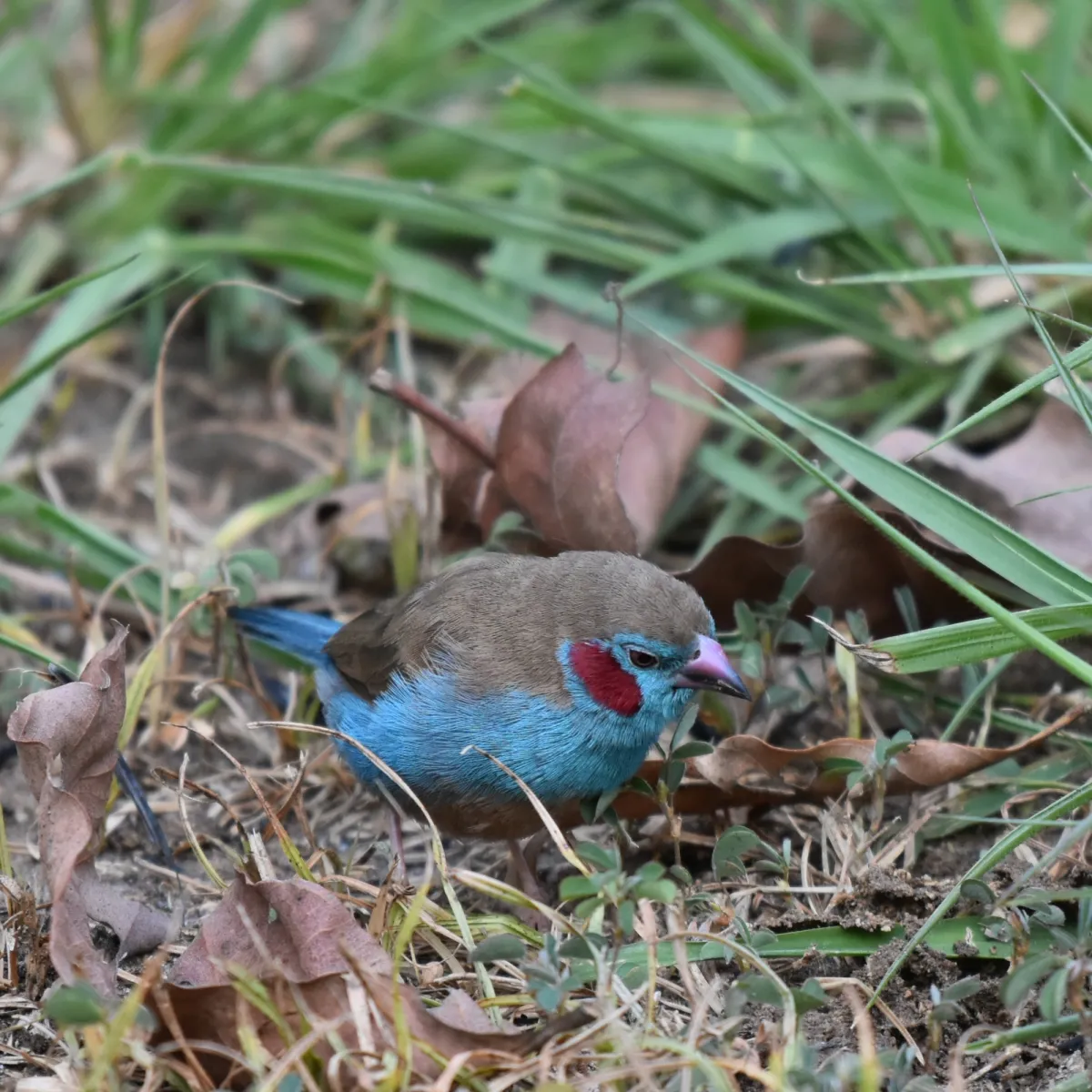 Gespotte Blauwfazantje