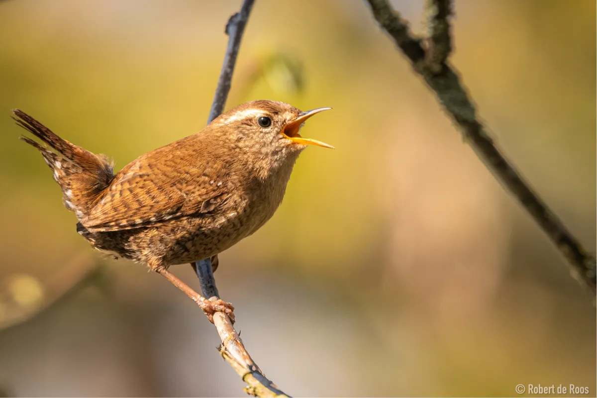 Gespotte Winterkoning