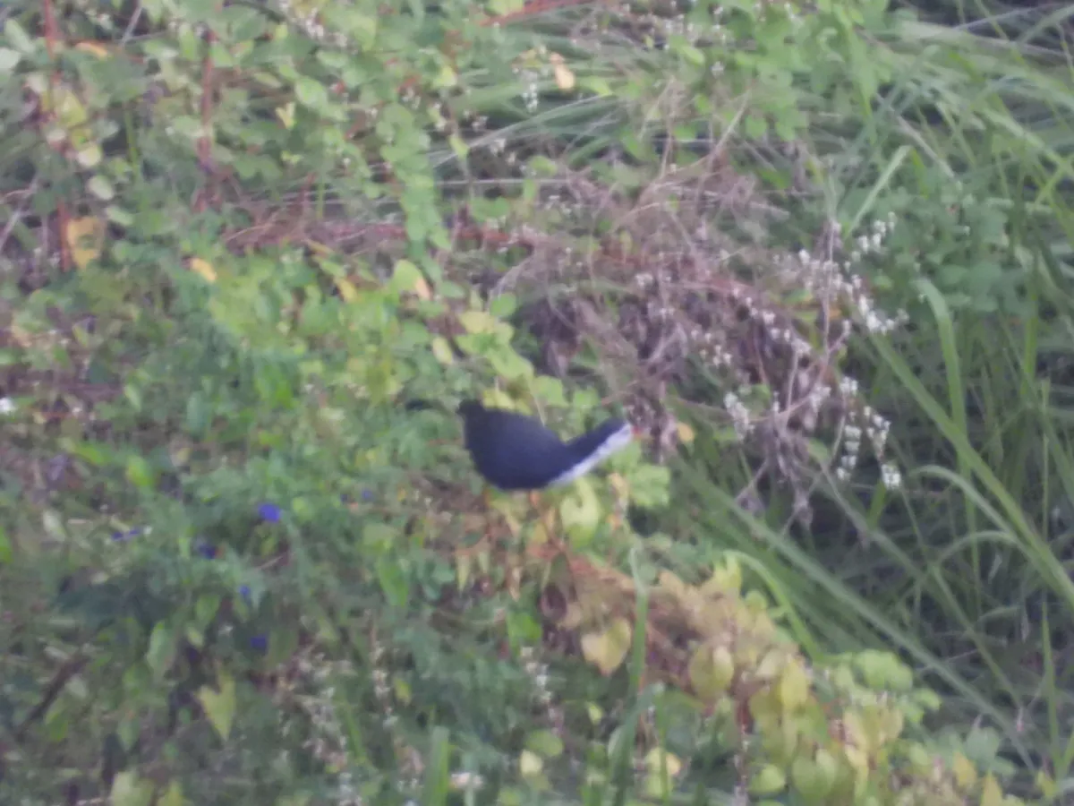 Spotted White-breasted Waterhen
