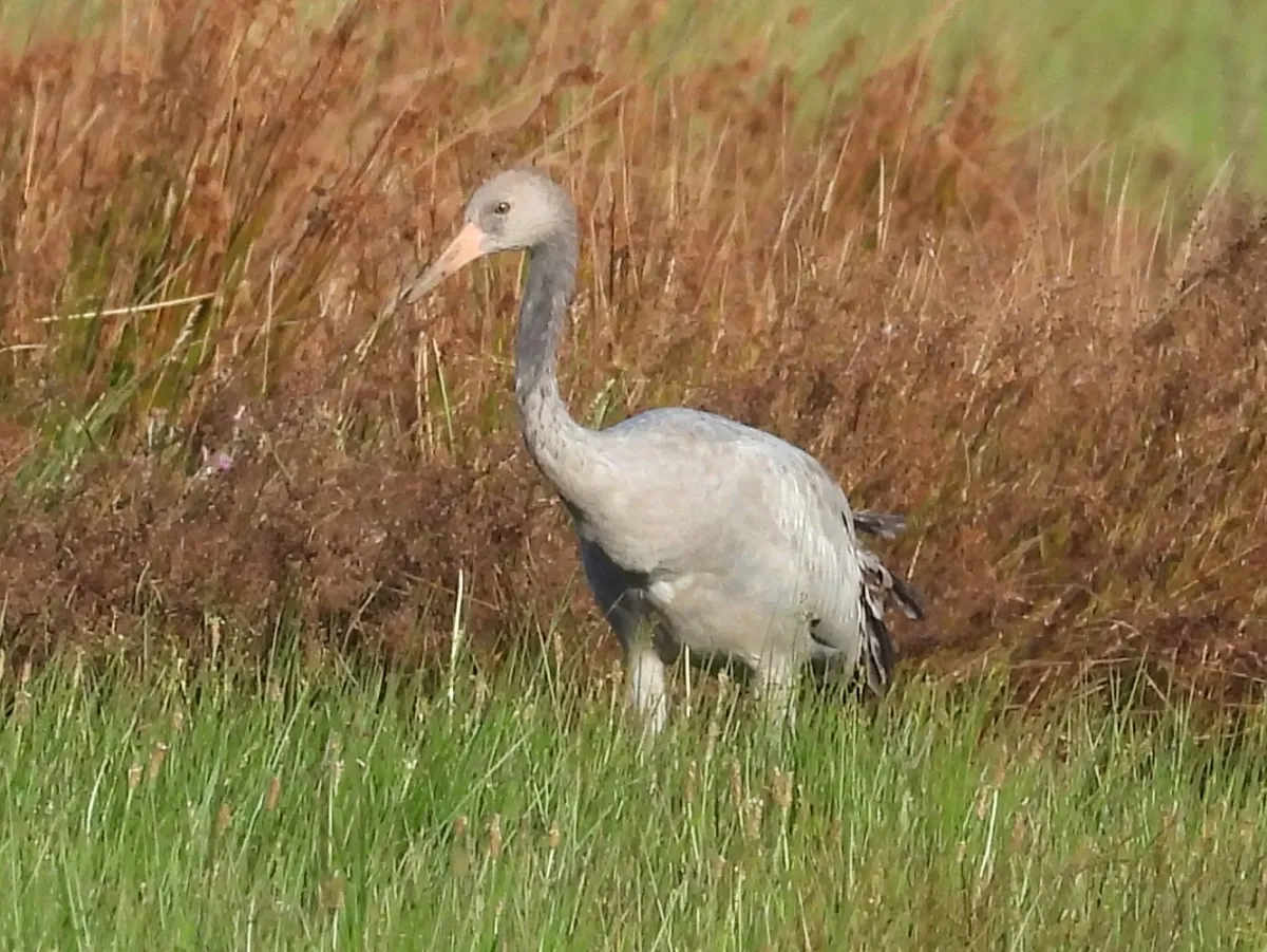 Waargenomen Kraanvogel