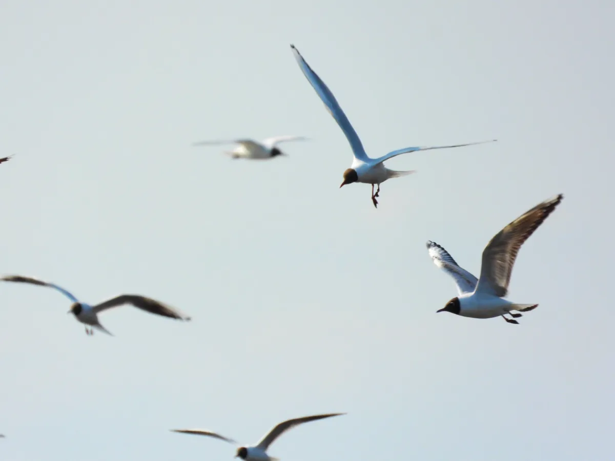 Spotted Black-headed Gull