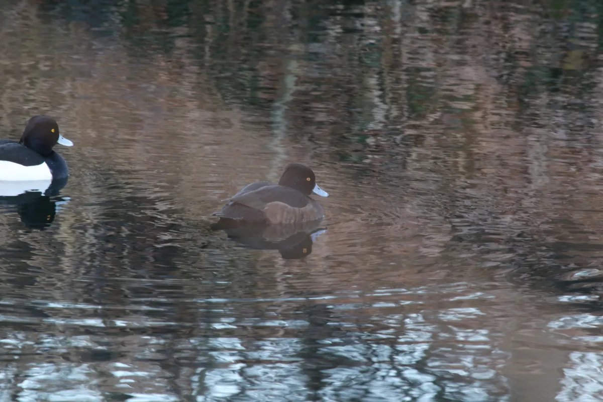 Spotted Tufted Duck