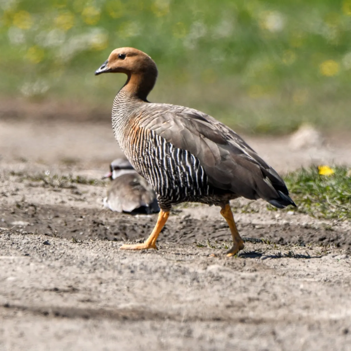 Spotted Ruddy-headed Goose