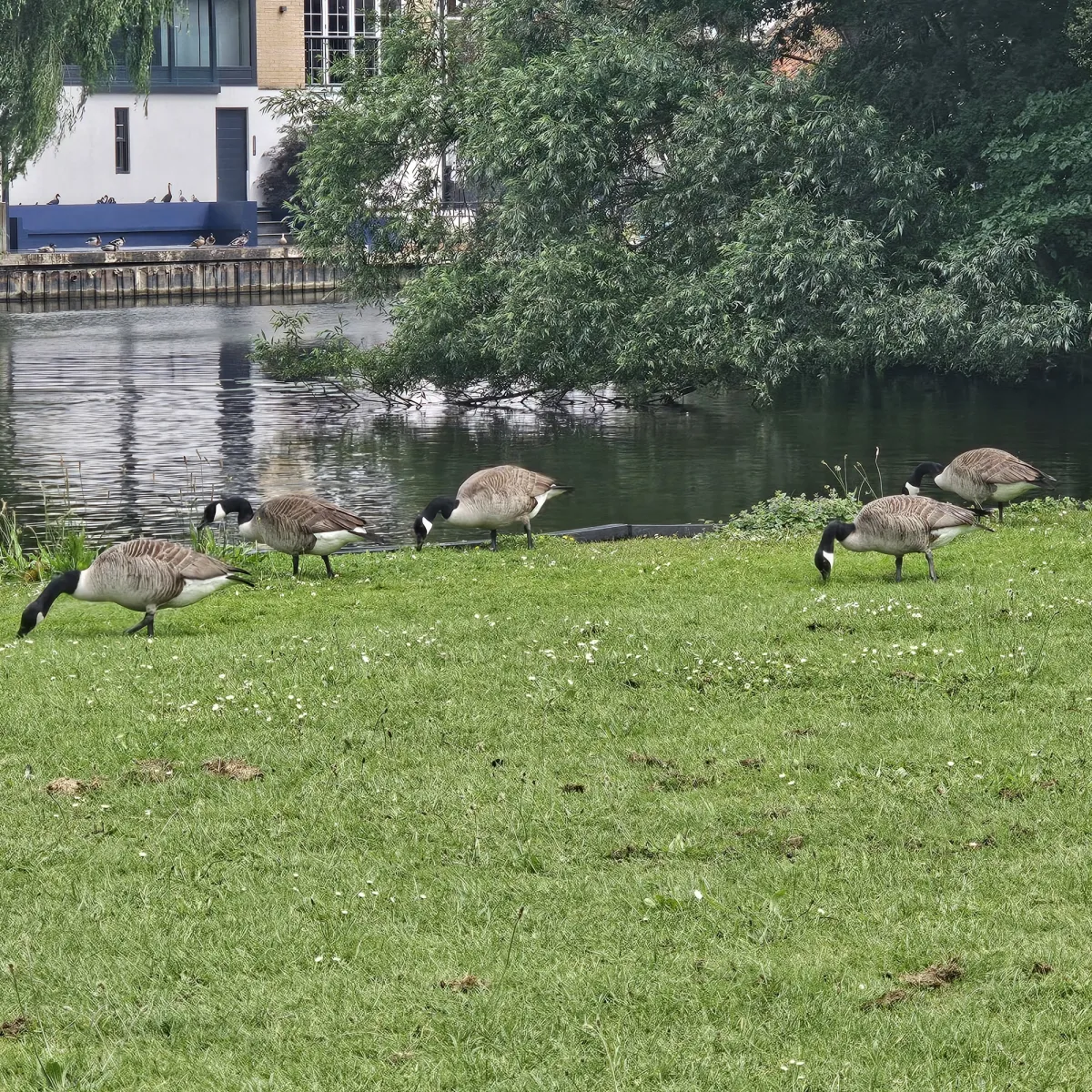 Waargenomen Grote Canadese gans