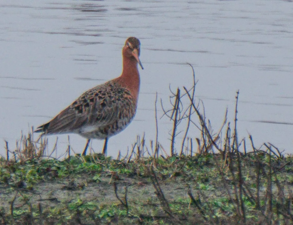 Spotted Black-tailed Godwit