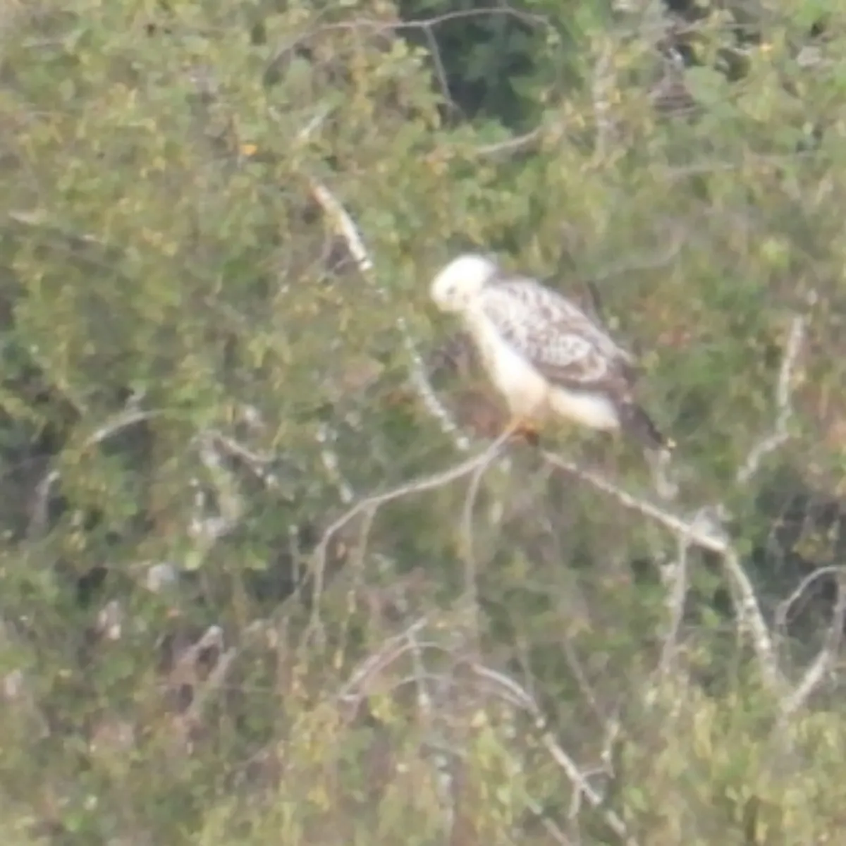Spotted Common Buzzard