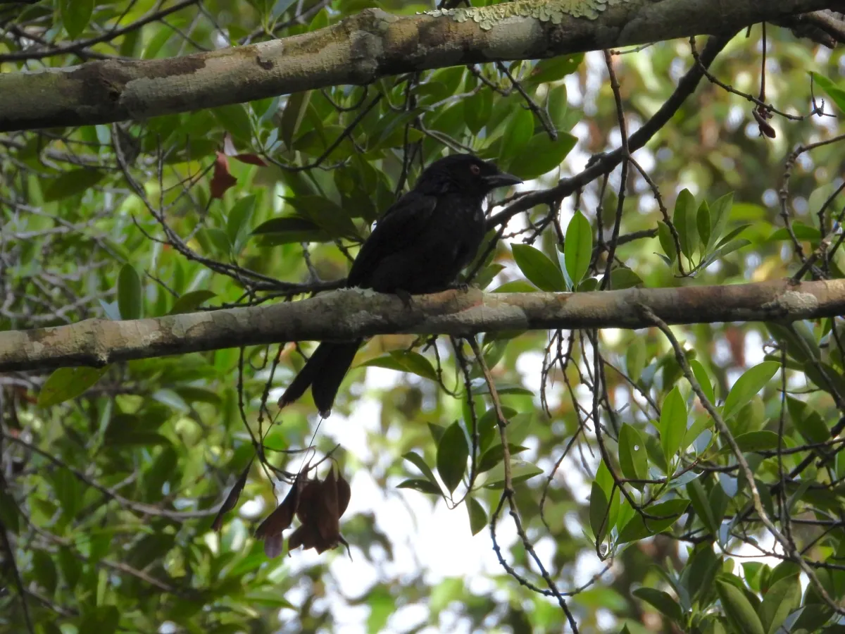 Gespotte Vlaggendrongo