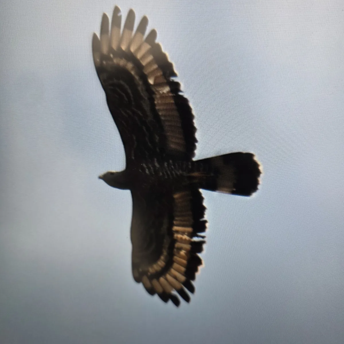 Spotted Crested Serpent-Eagle