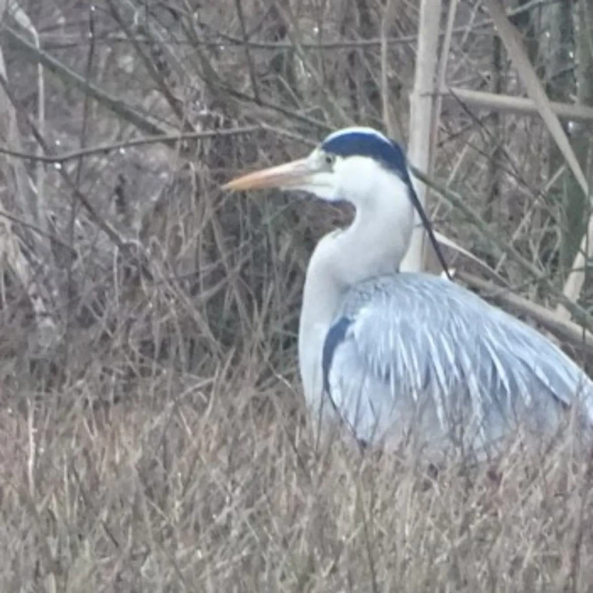 Gespotte Blauwe reiger