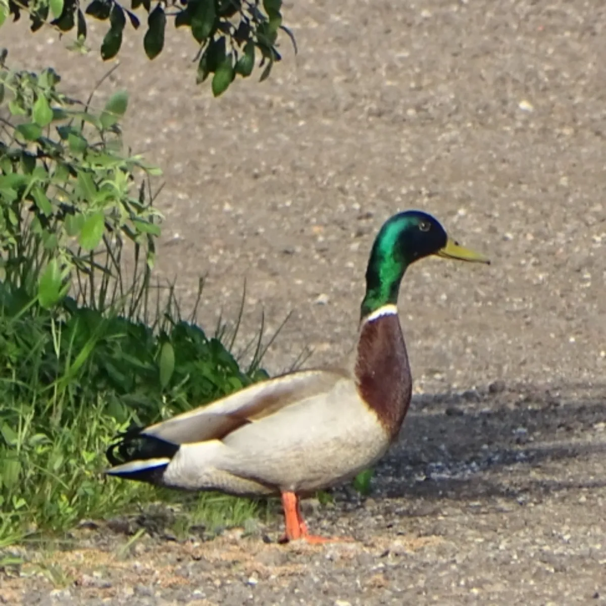 Waargenomen Wilde eend
