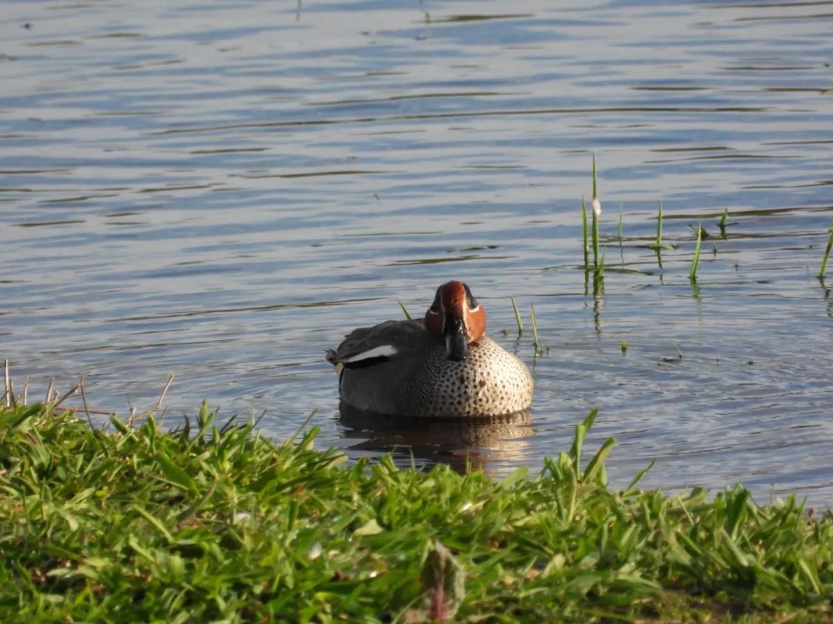 Gespotte Wintertaling