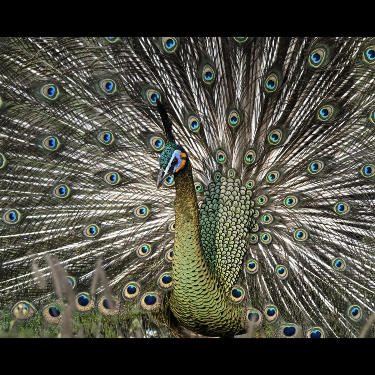 Gespotte Groene pauw