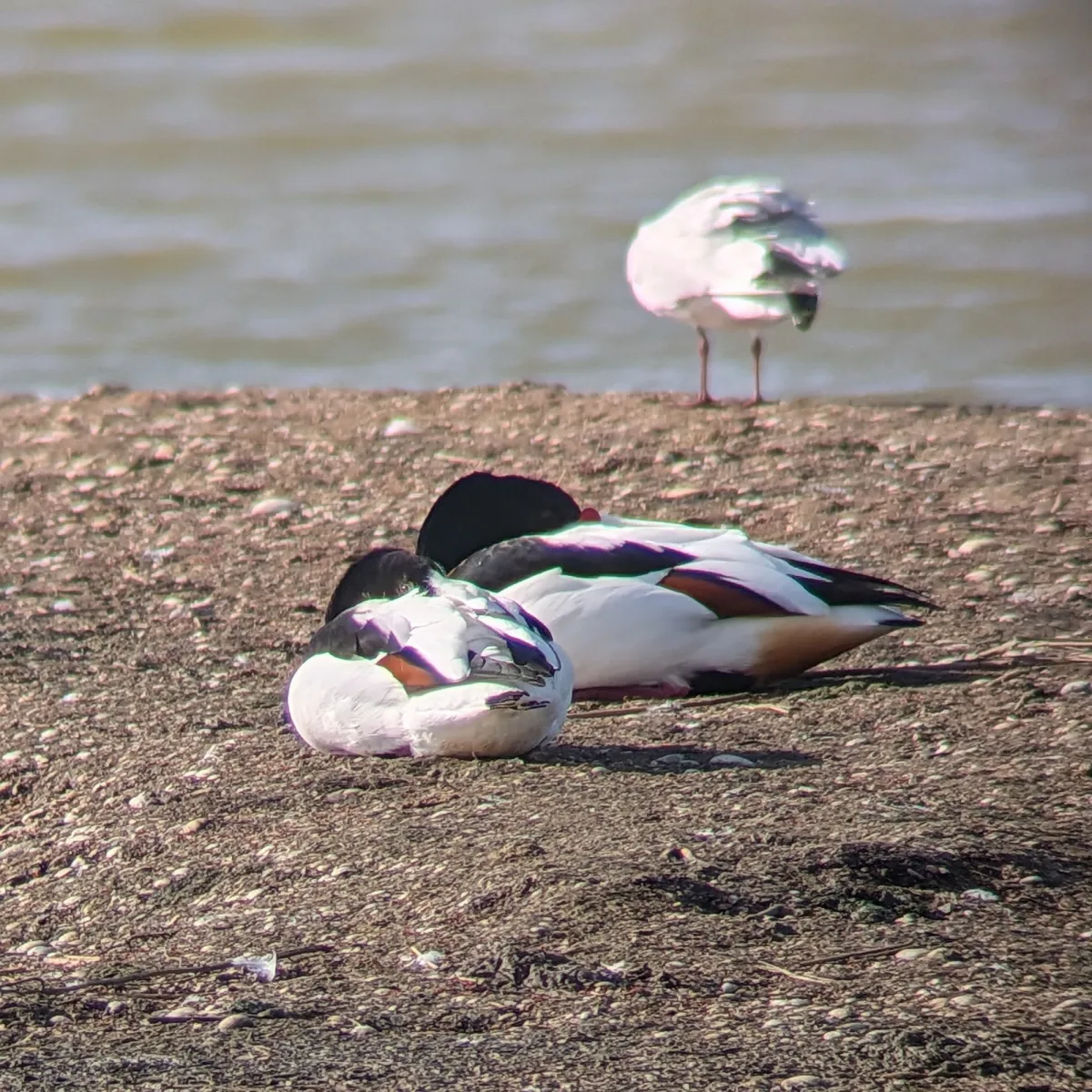 Spotted Common Shelduck