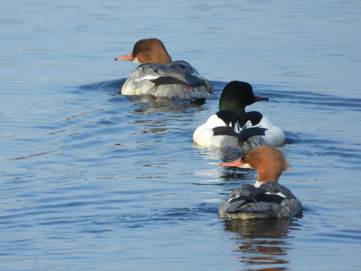 Gespotte Grote zaagbek