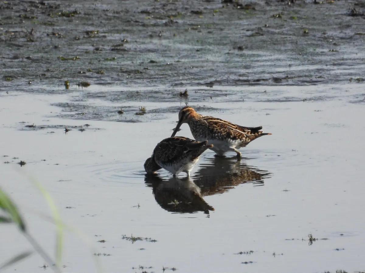 Waargenomen Watersnip