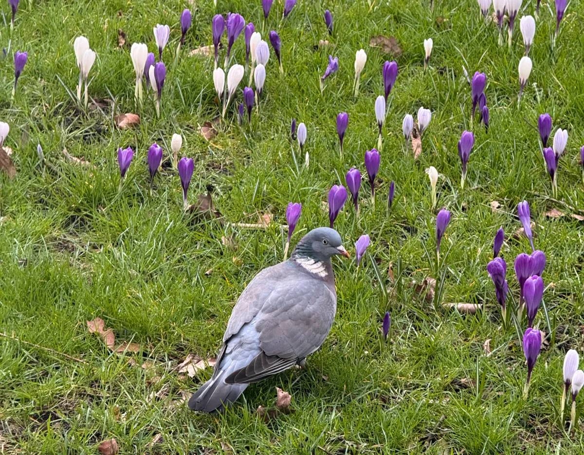 Spotted Common Wood-Pigeon