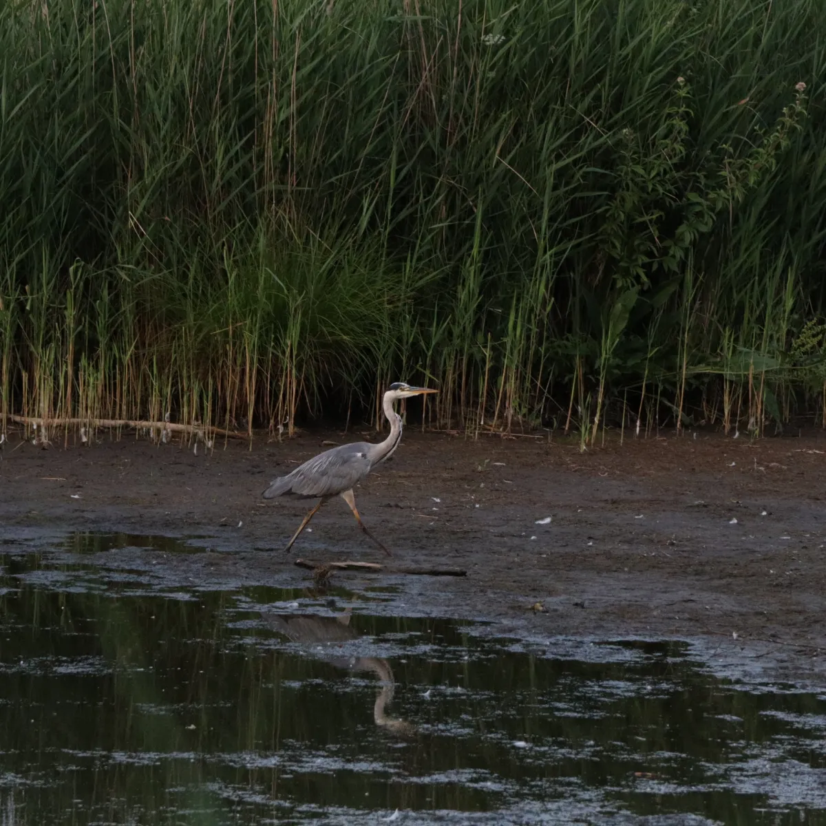 Waargenomen Blauwe reiger