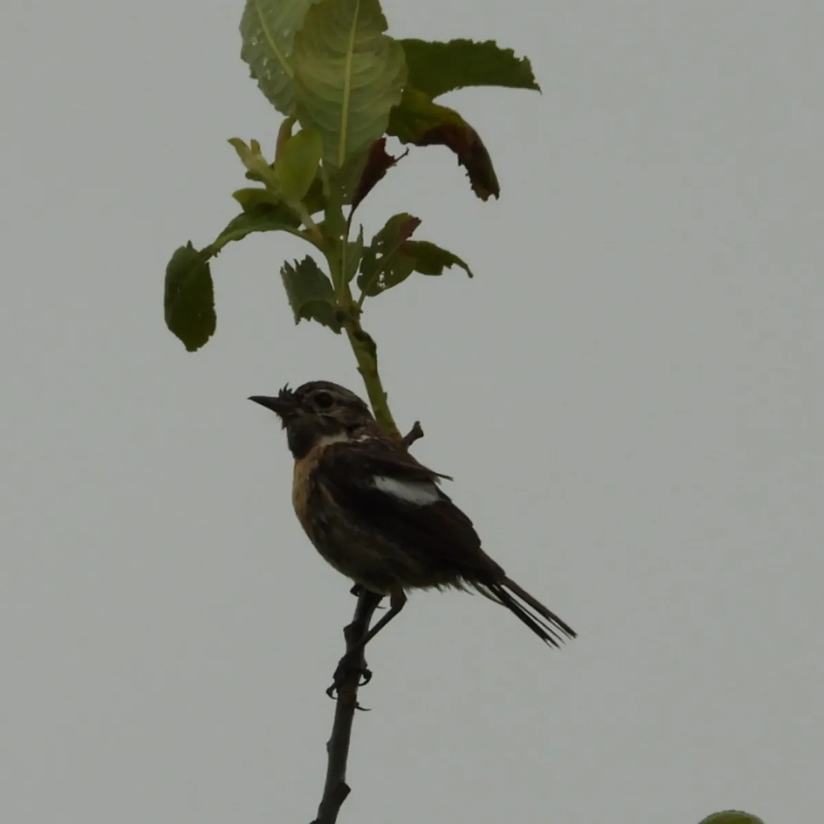 Spotted European Stonechat