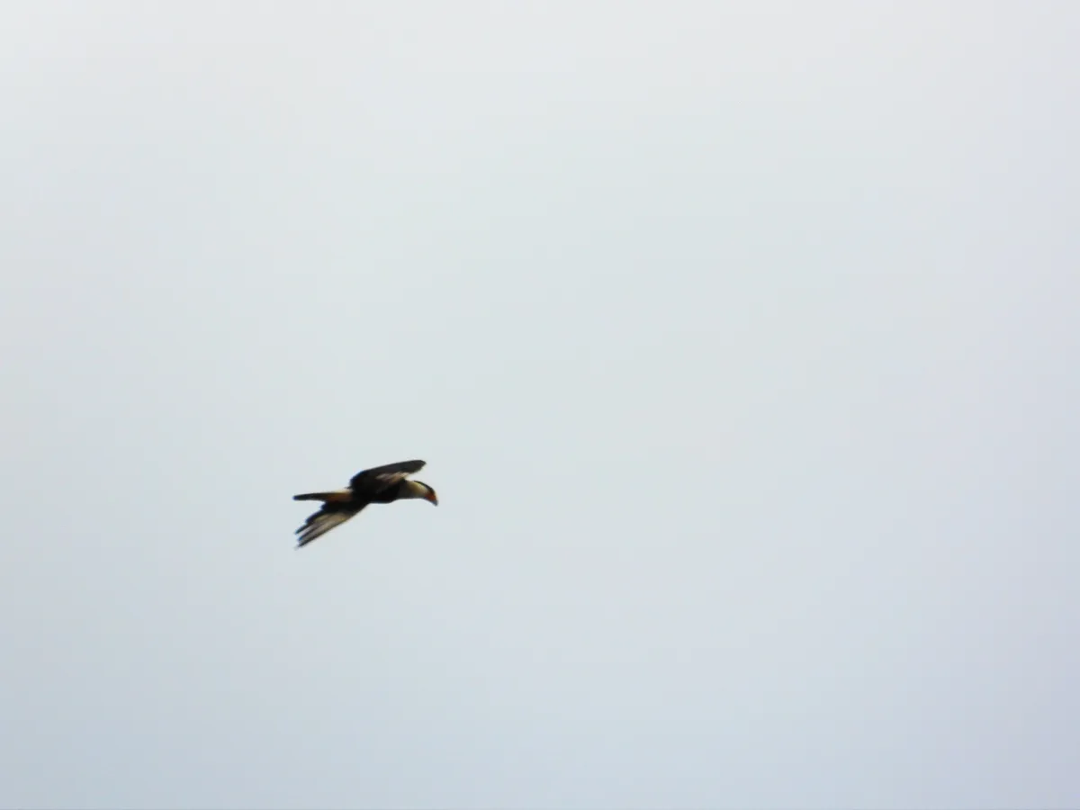 Waargenomen Kuifcaracara