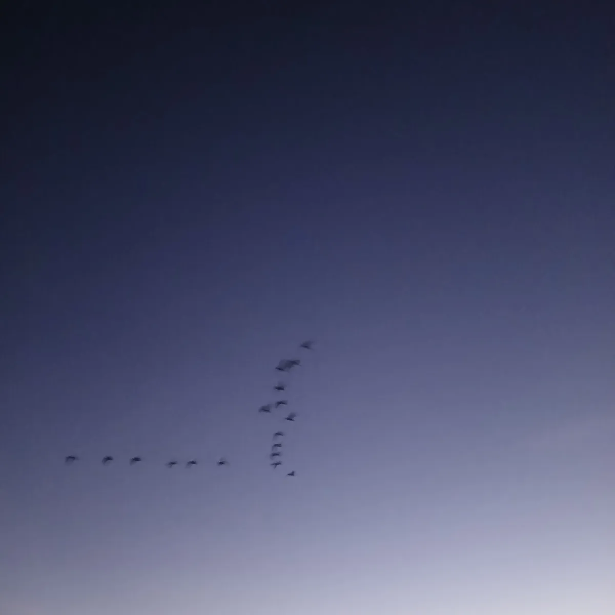 Spotted Canada Goose