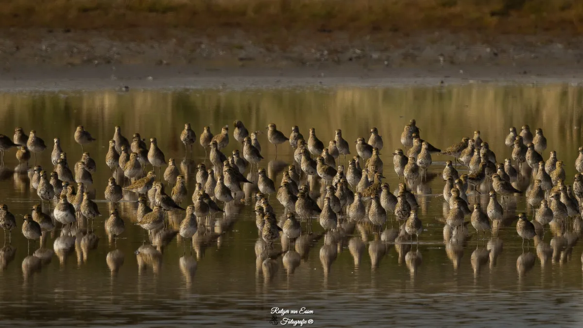 Spotted European Golden-Plover
