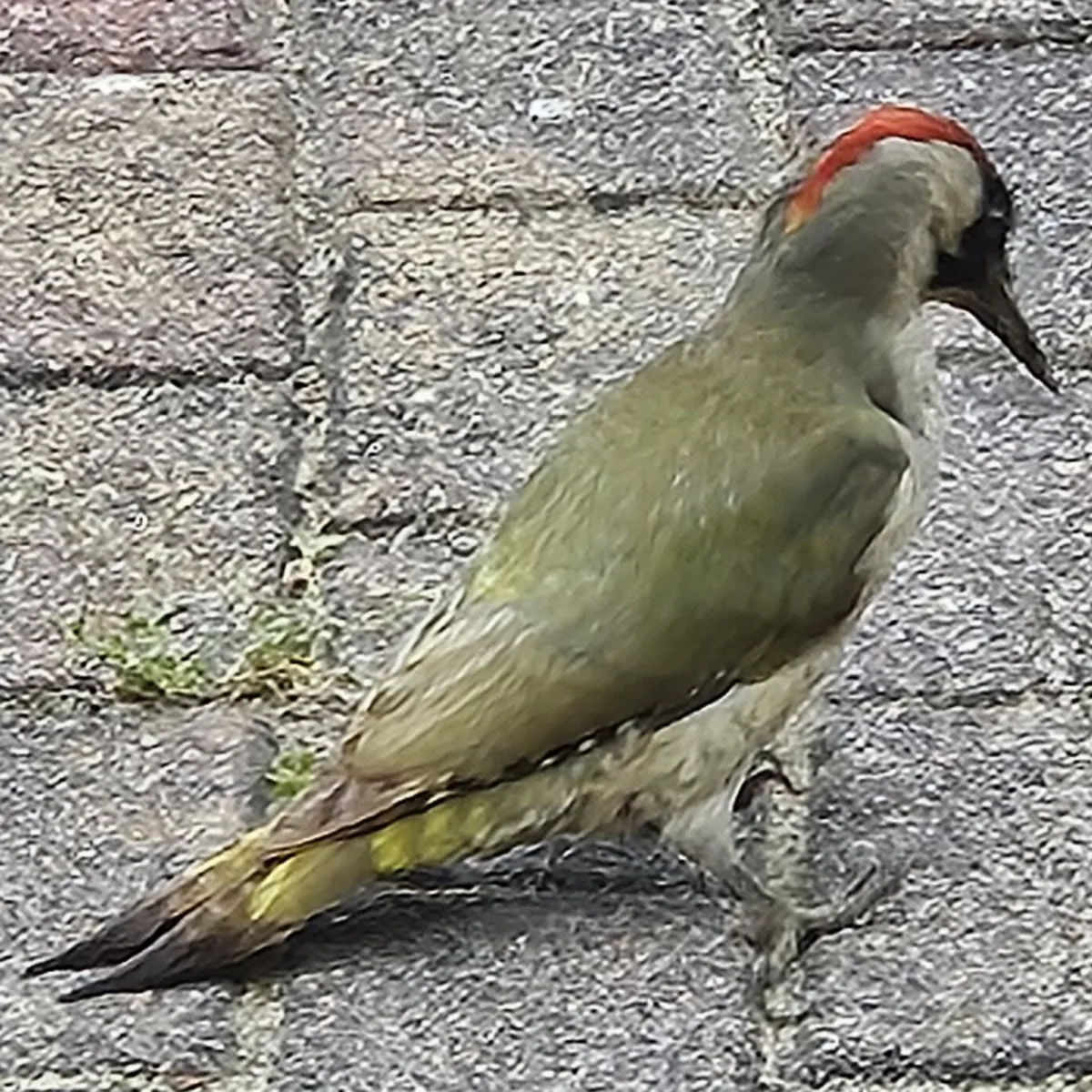 Waargenomen Groene specht