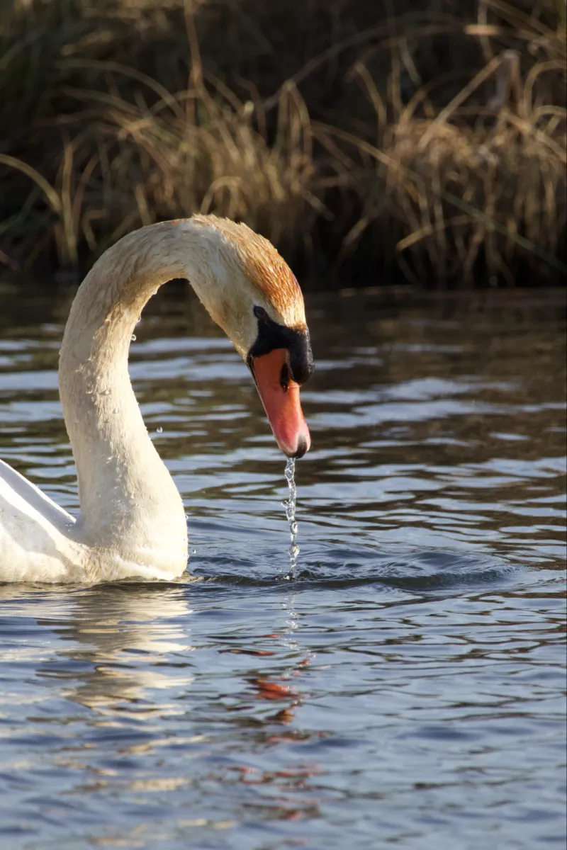 Gespotte Knobbelzwaan
