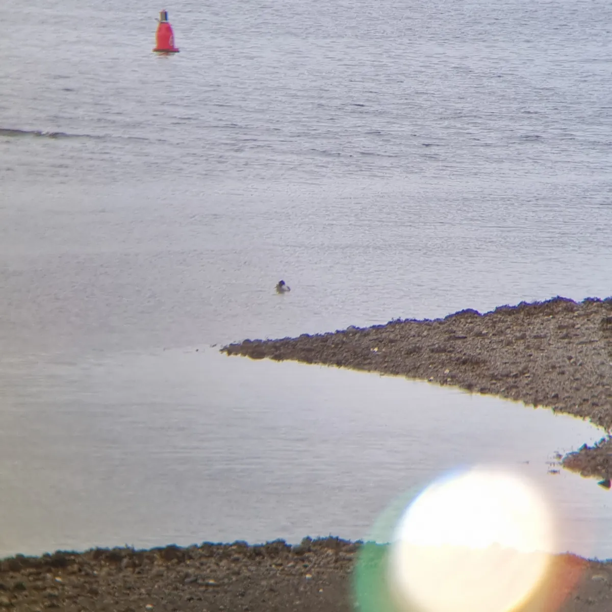 Gespotte Grote zaagbek