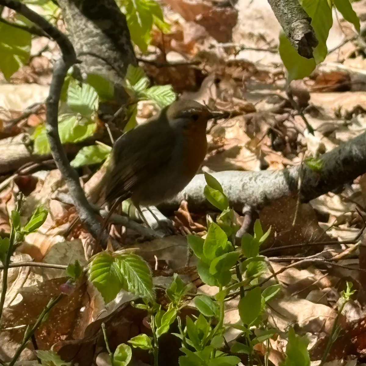 Spotted European Robin