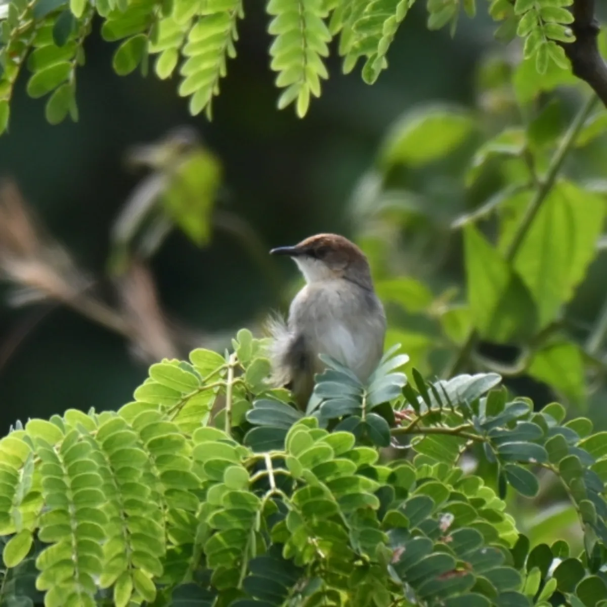 Spotted Singing Cisticola
