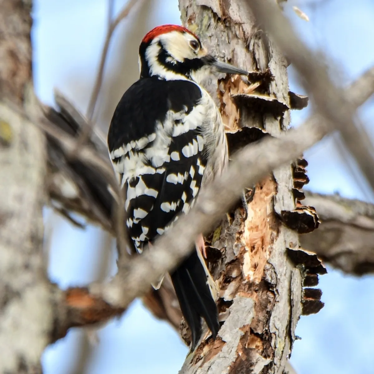 Spotted White-backed Woodpecker