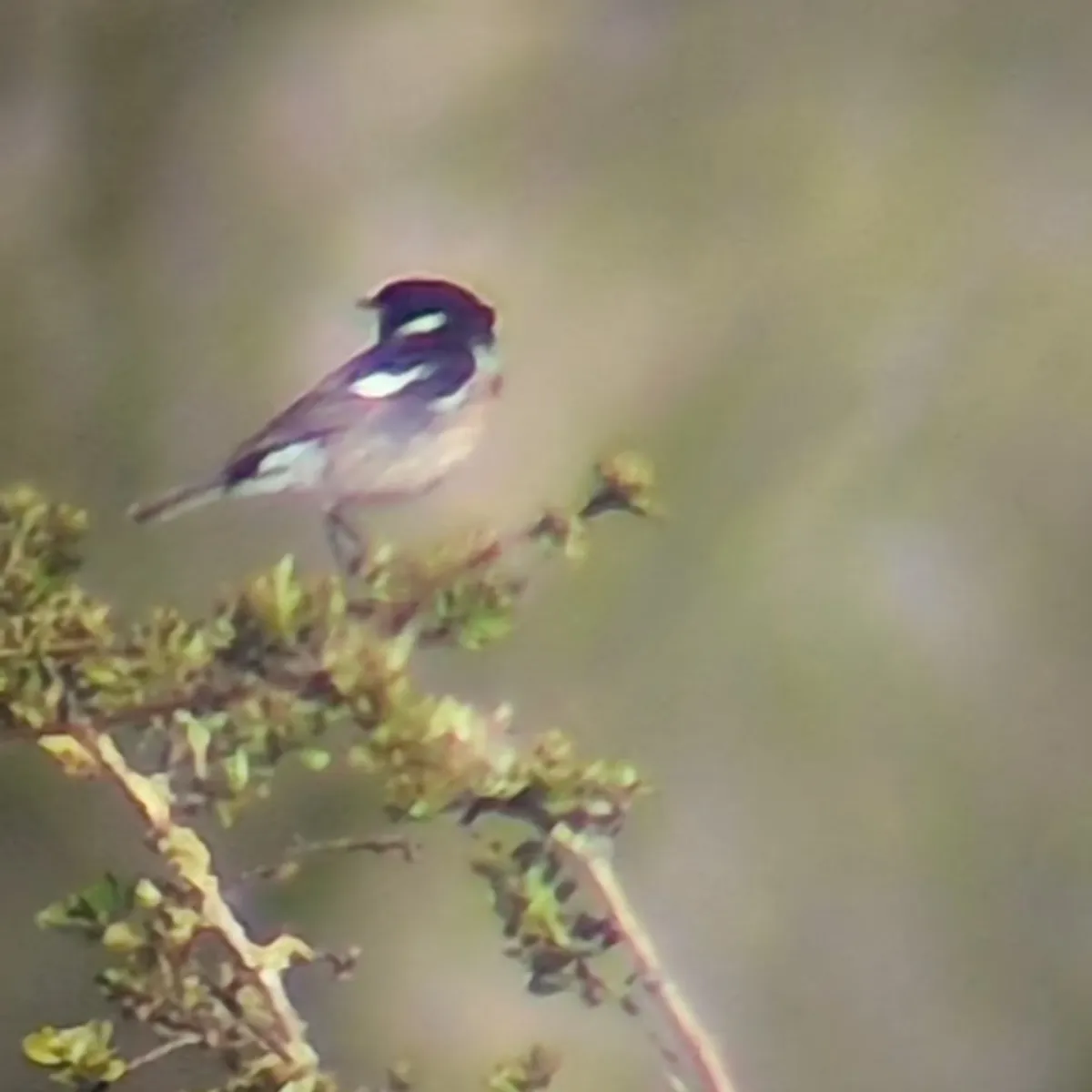 Gespotte Roodborsttapuit