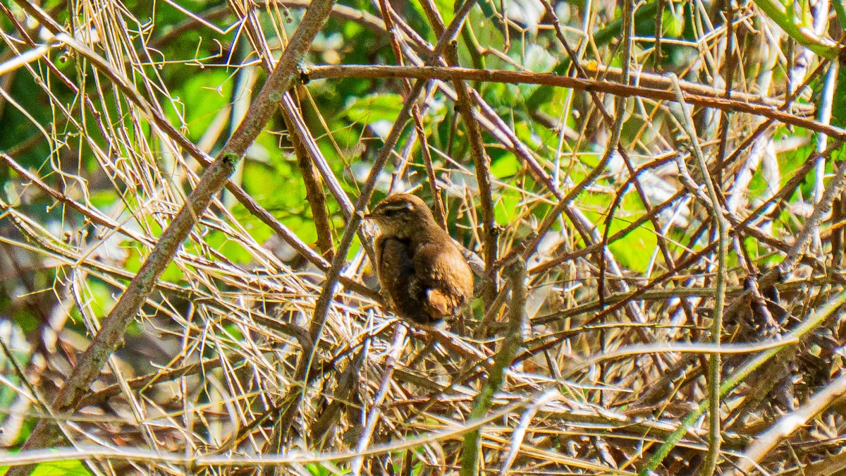 Gespotte Winterkoning