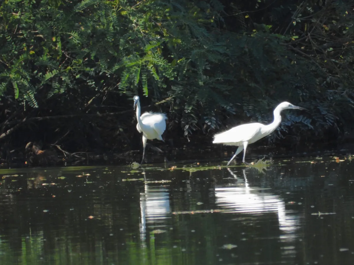 Spotted Little Egret
