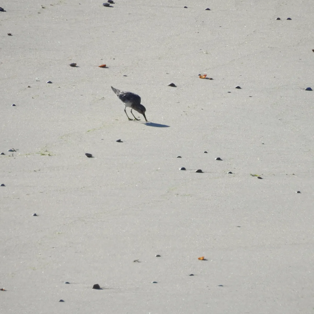 Spotted Sanderling