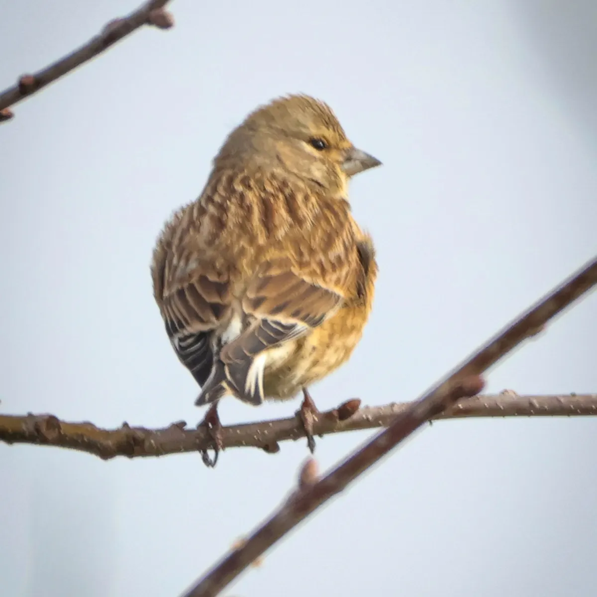 Spotted Eurasian Linnet
