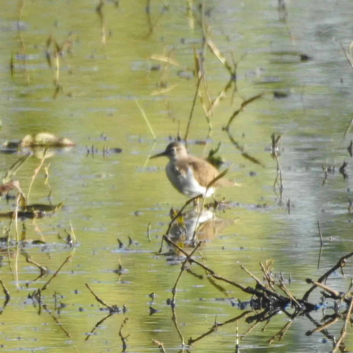Spotted Common Sandpiper