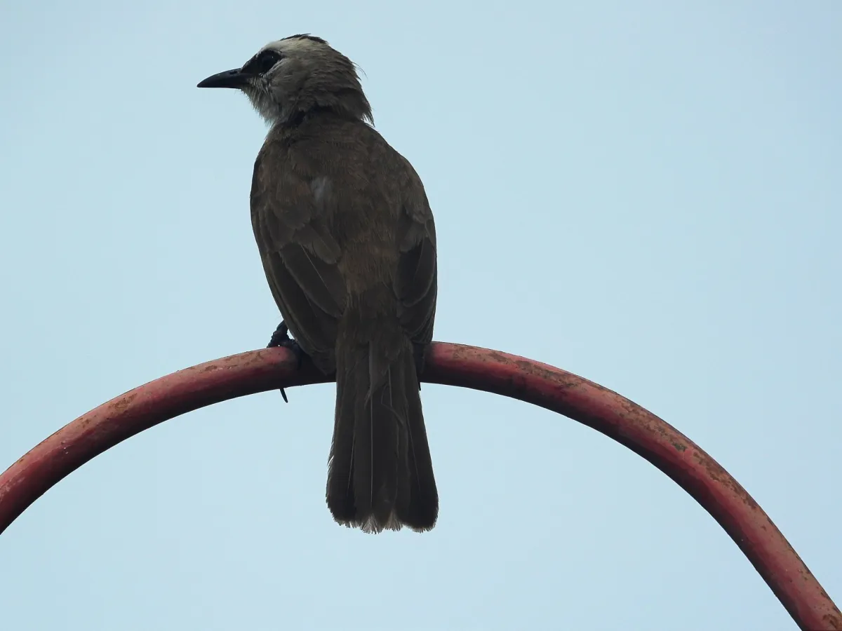 Gespotte Wenkbrauwbuulbuul