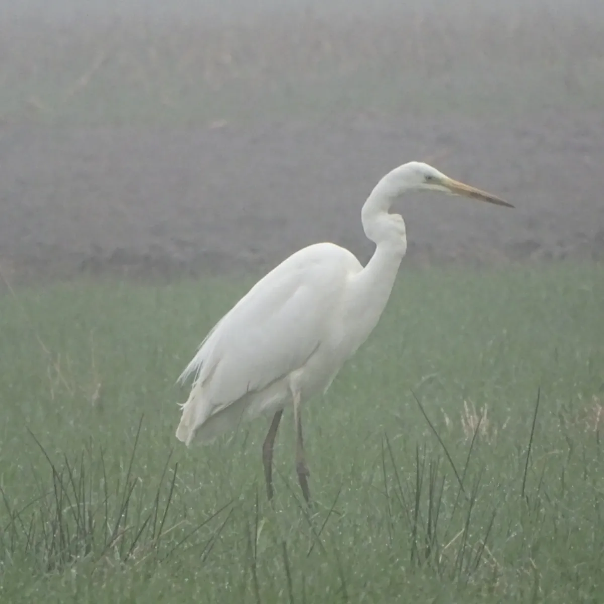 Gespotte Grote zilverreiger