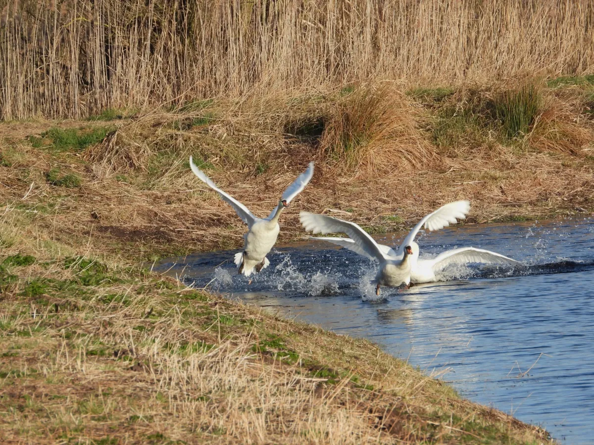 Gespotte Knobbelzwaan