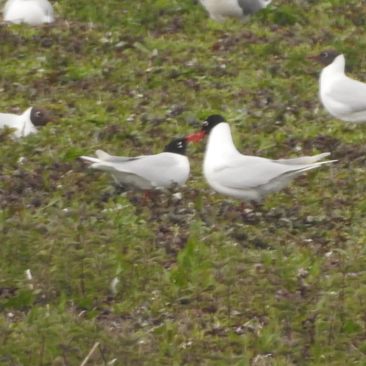 Gespotte Zwartkopmeeuw