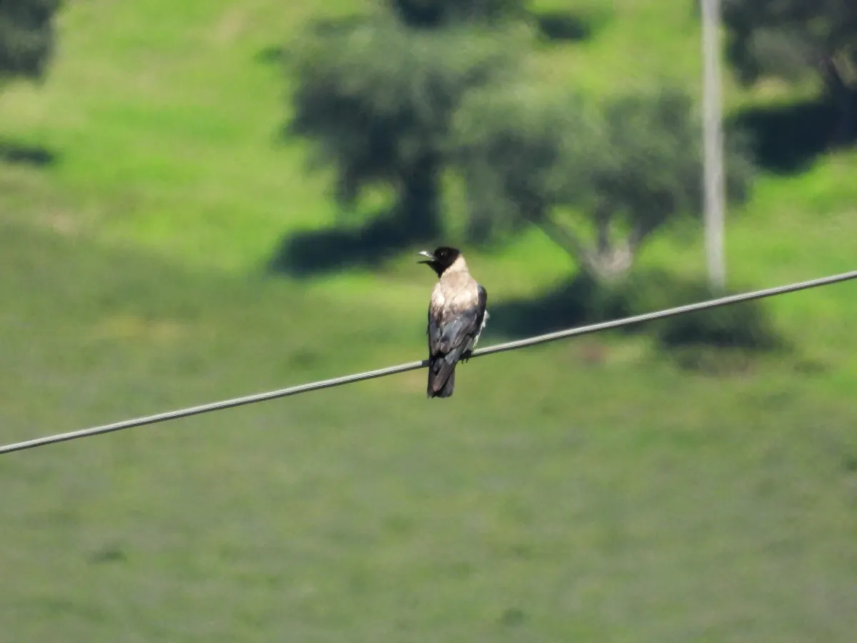 Spotted Hooded Crow