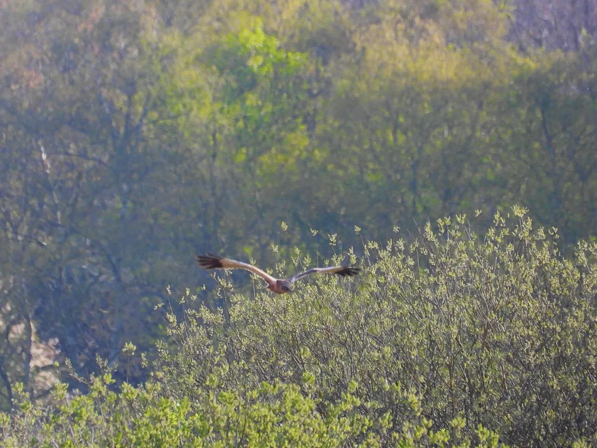 Gespotte Bruine kiekendief