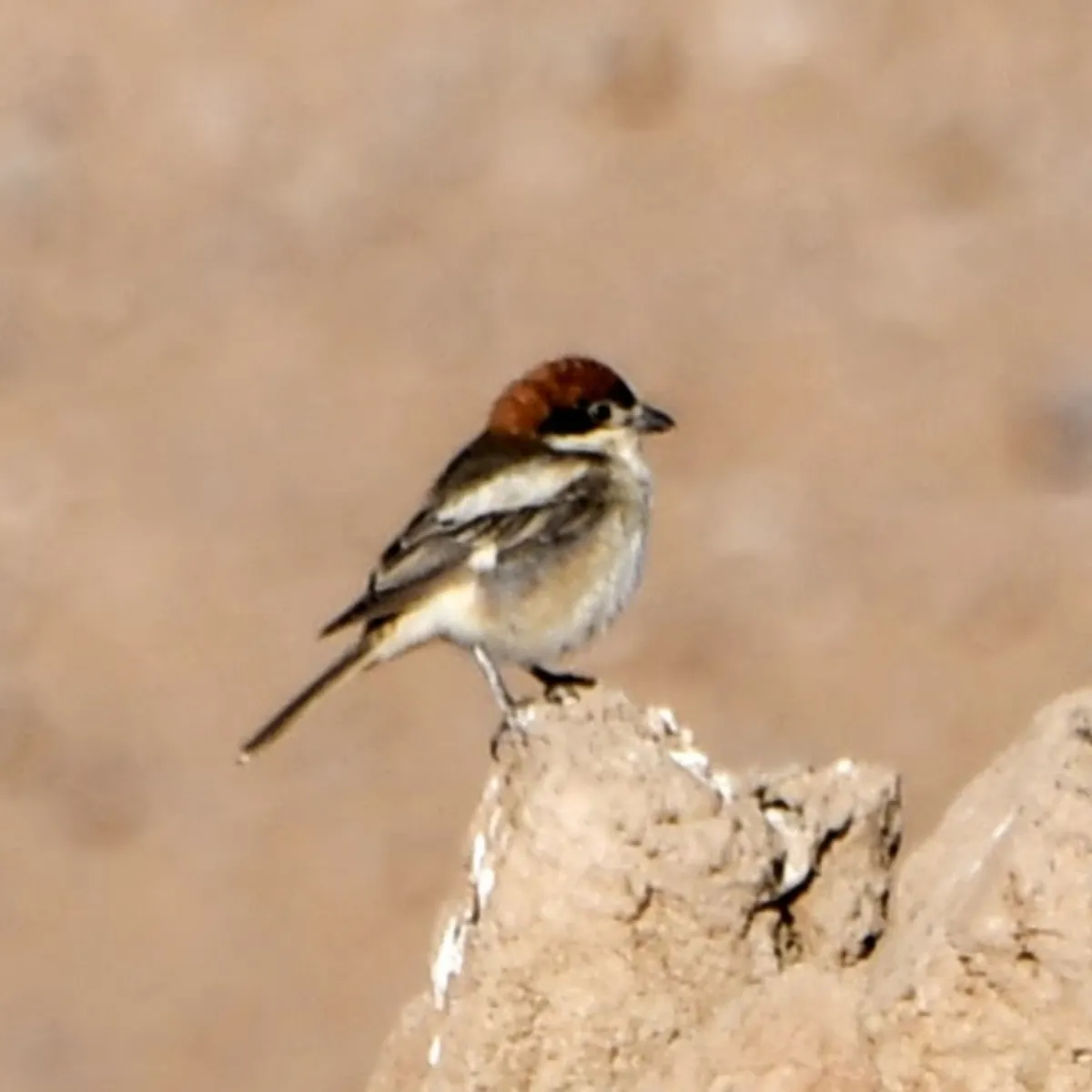 Gespotte Roodkopklauwier