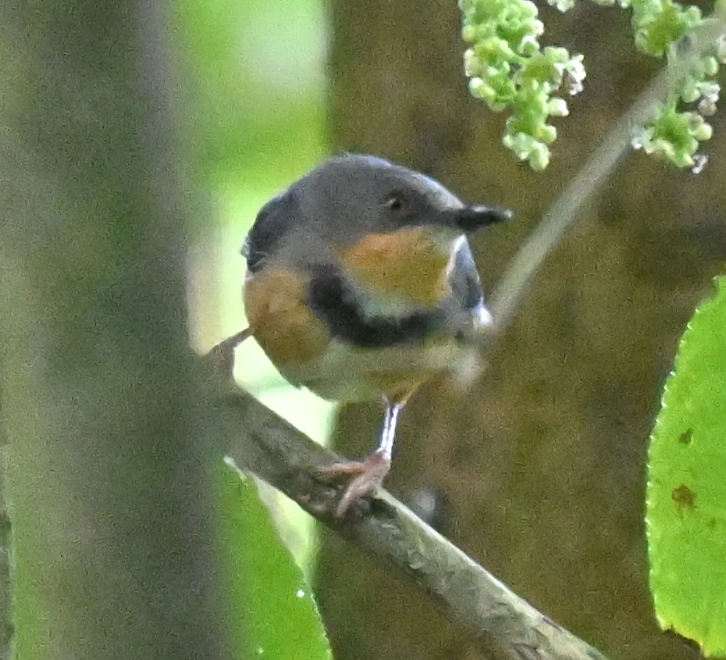 Waargenomen Ruwenzoriapalis