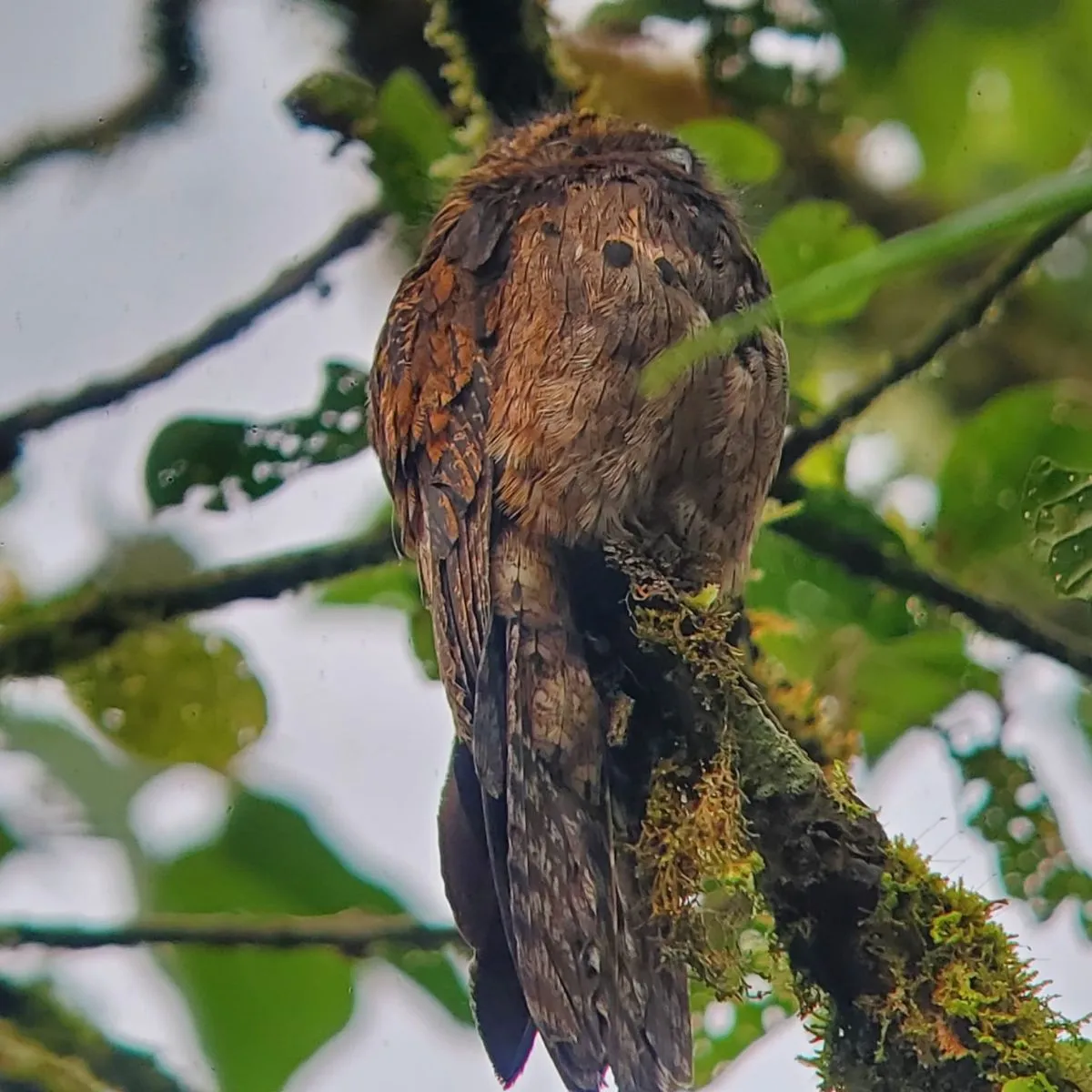 Spotted Andean Potoo