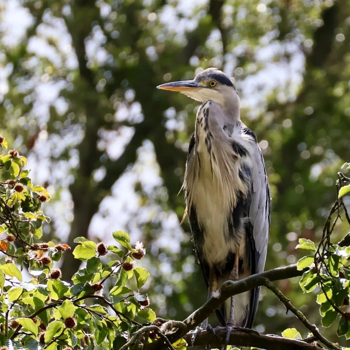 Waargenomen Blauwe reiger