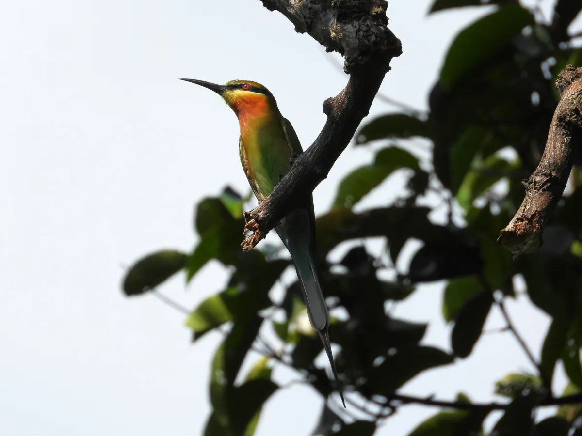 Gespotte Blauwstaartbijeneter